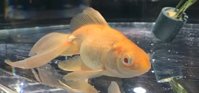 金魚